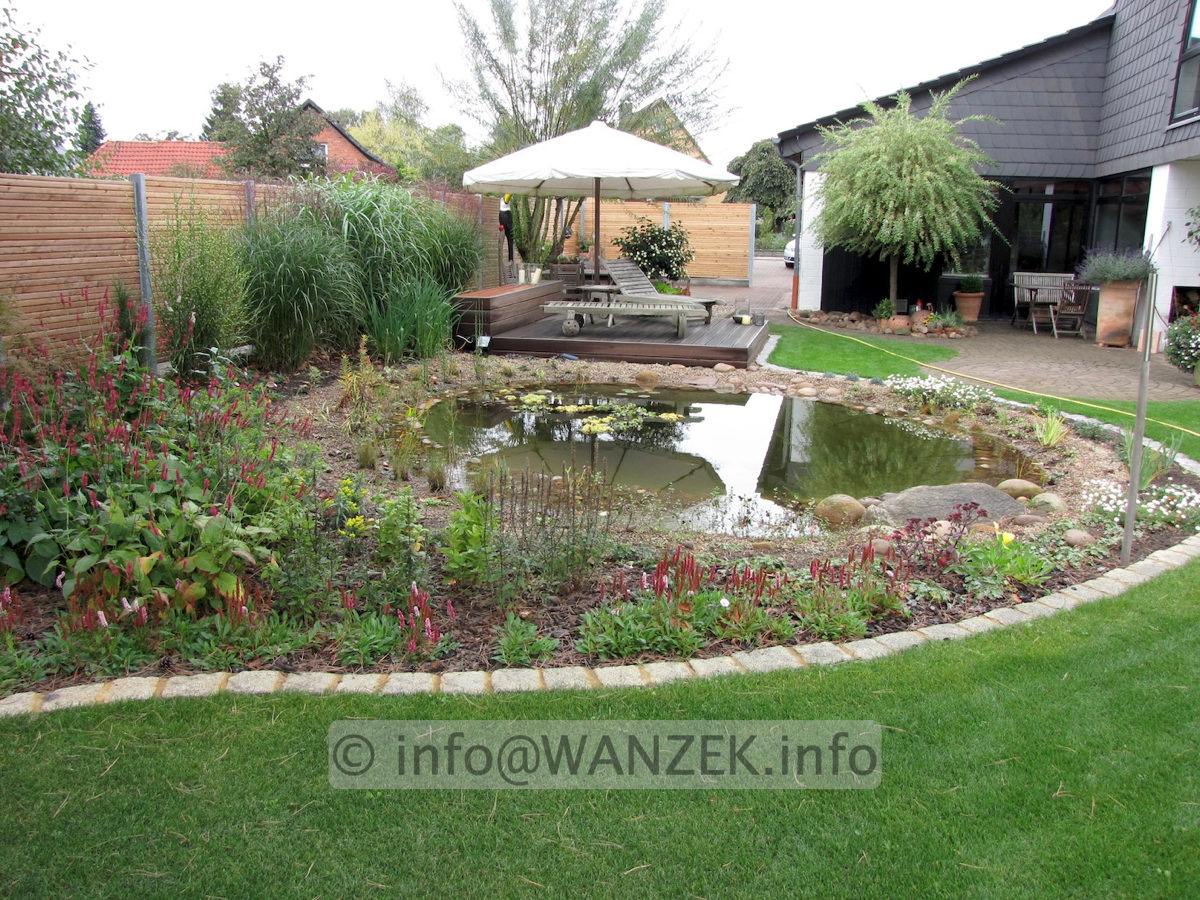 Persicaria affinis Kabouter 01.JPG